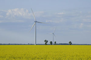 Two wind turbines stand in a yellow canola field.