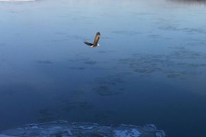 An eagle flying high in the sky over a body of water.