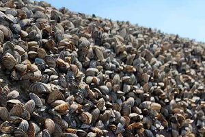 A close up photo of zebrea mussels.
