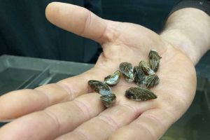 A close-up view of zebra mussels in the palm of a hand.