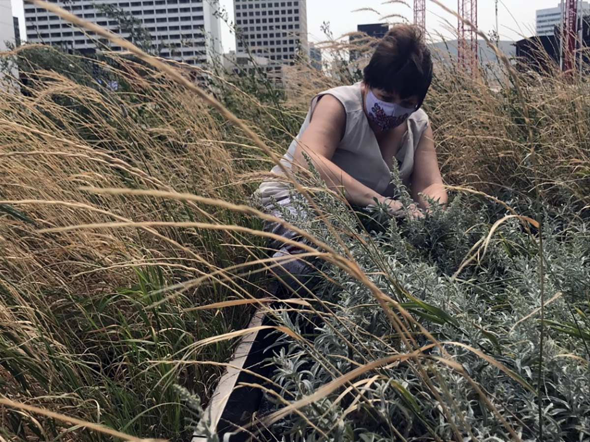 Karen picks sage amidst the sweetgrass.