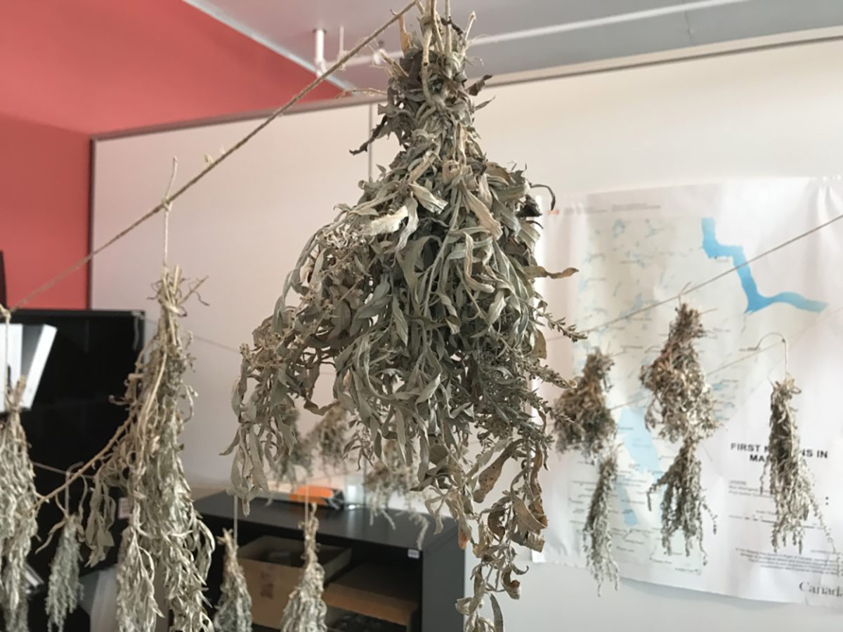 Sage bundles are hung to dry.