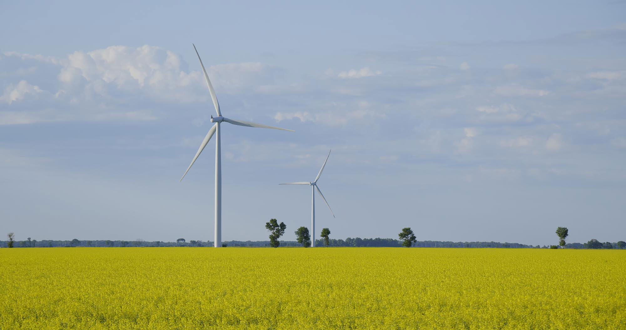 Two wind turbines stand in a yellow canola field.